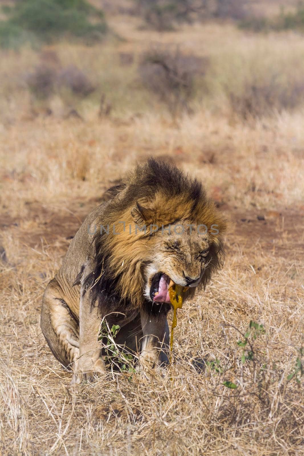 African lion in Kruger National park, South Africa by PACOCOMO