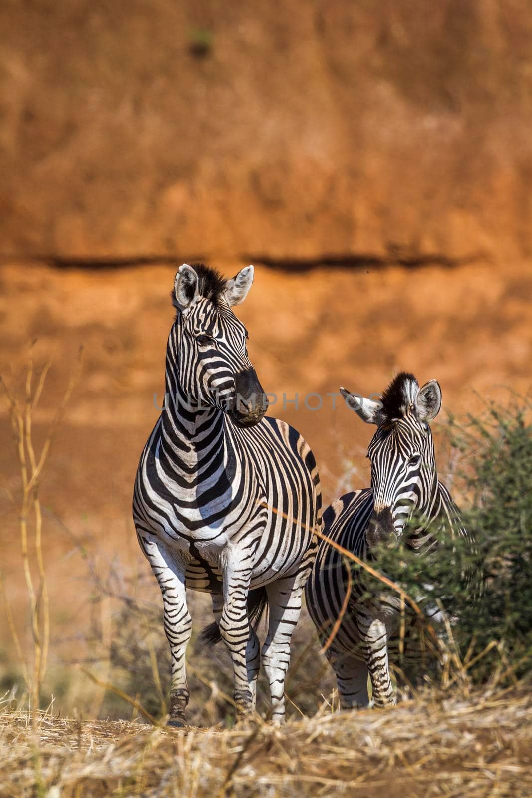 Plains zebra in Kruger National park, South Africa by PACOCOMO