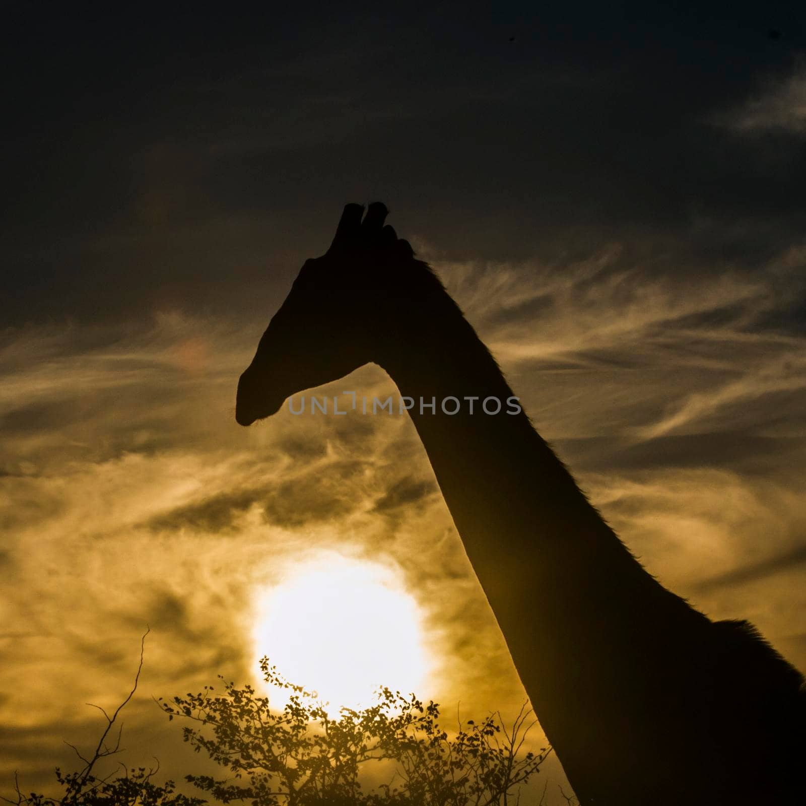 Giraffe in Kruger National park, South Africa by PACOCOMO