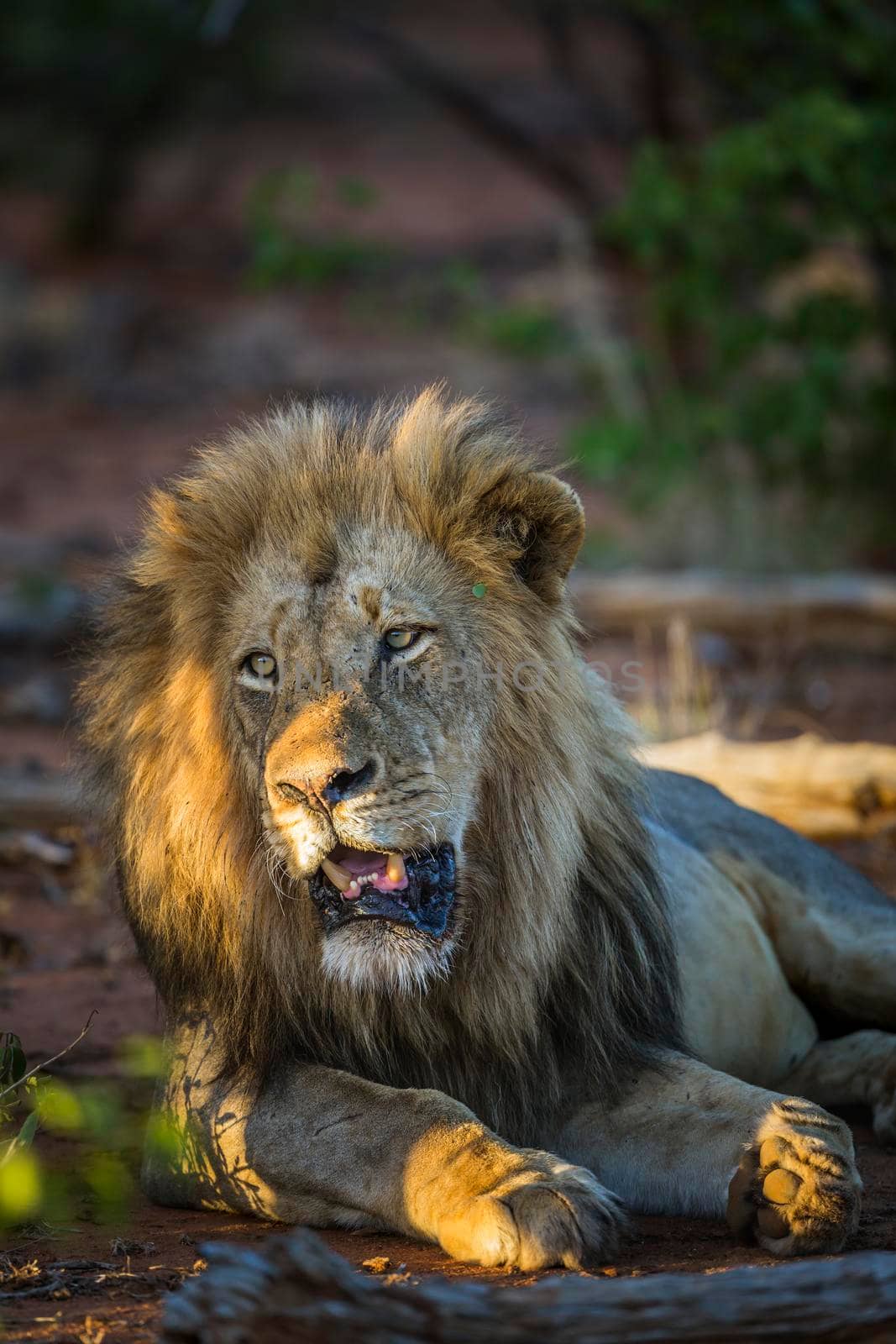 African lion in Kruger National park, South Africa by PACOCOMO