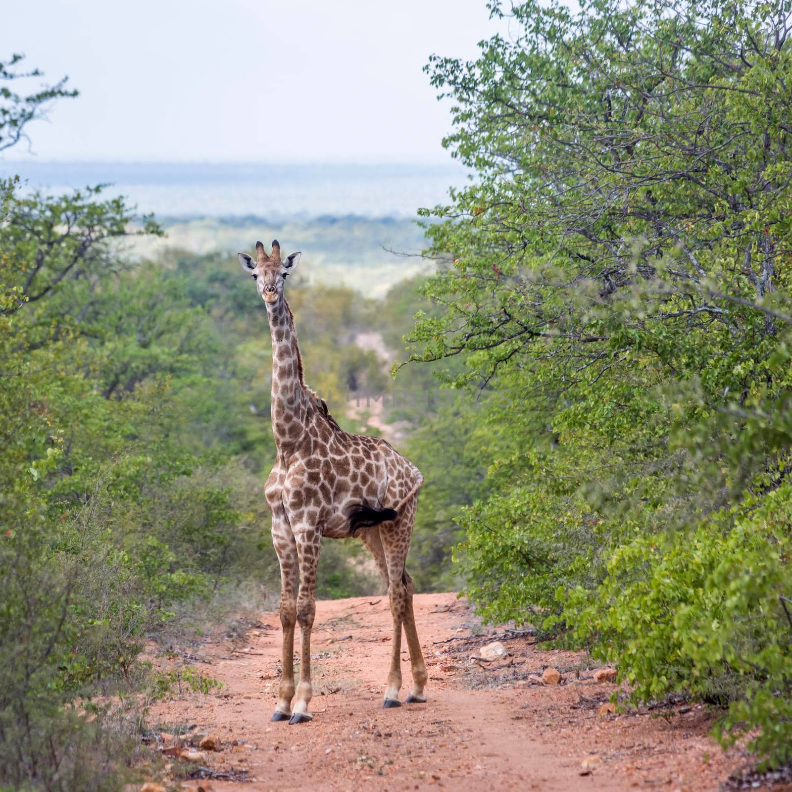 Giraffe in Kruger National park, South Africa by PACOCOMO