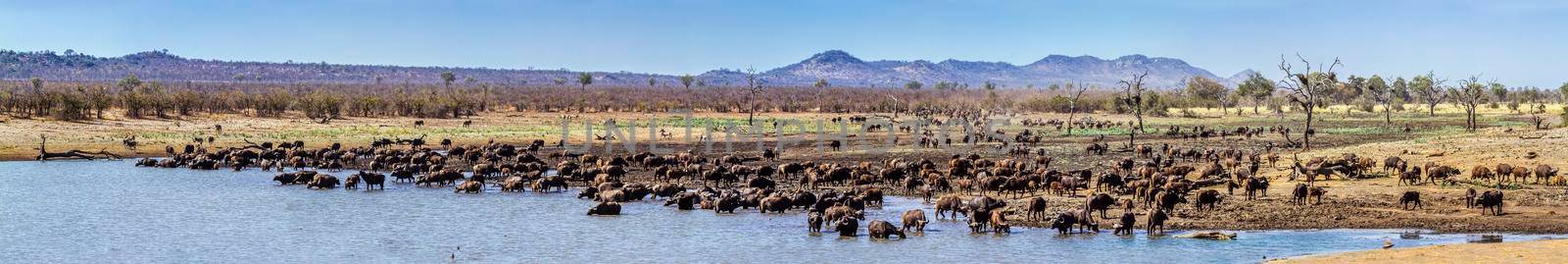 African buffalo in Kruger National park, South Africa by PACOCOMO