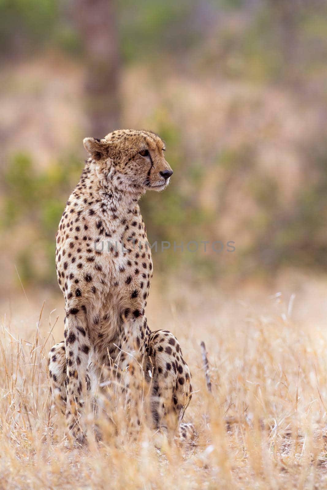 Cheetah in Kruger National park, South Africa ; Specie Acinonyx jubatus family of Felidae