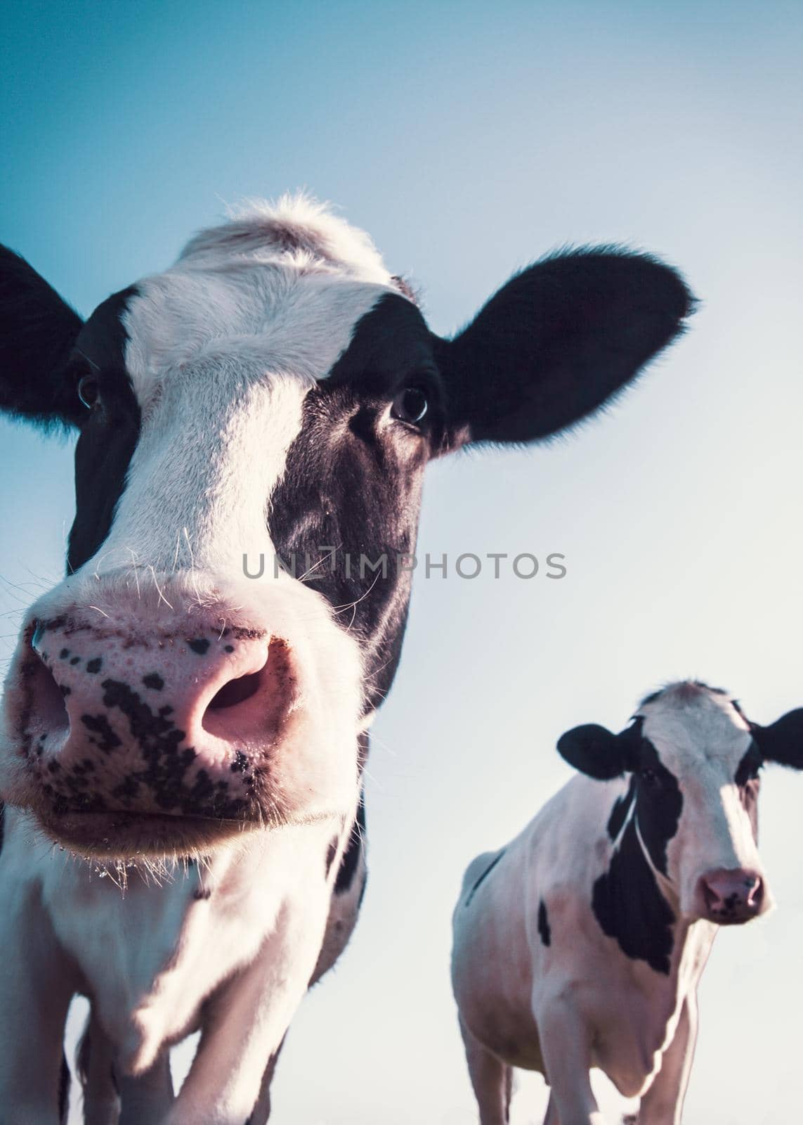 low angled shoot of black and white cows