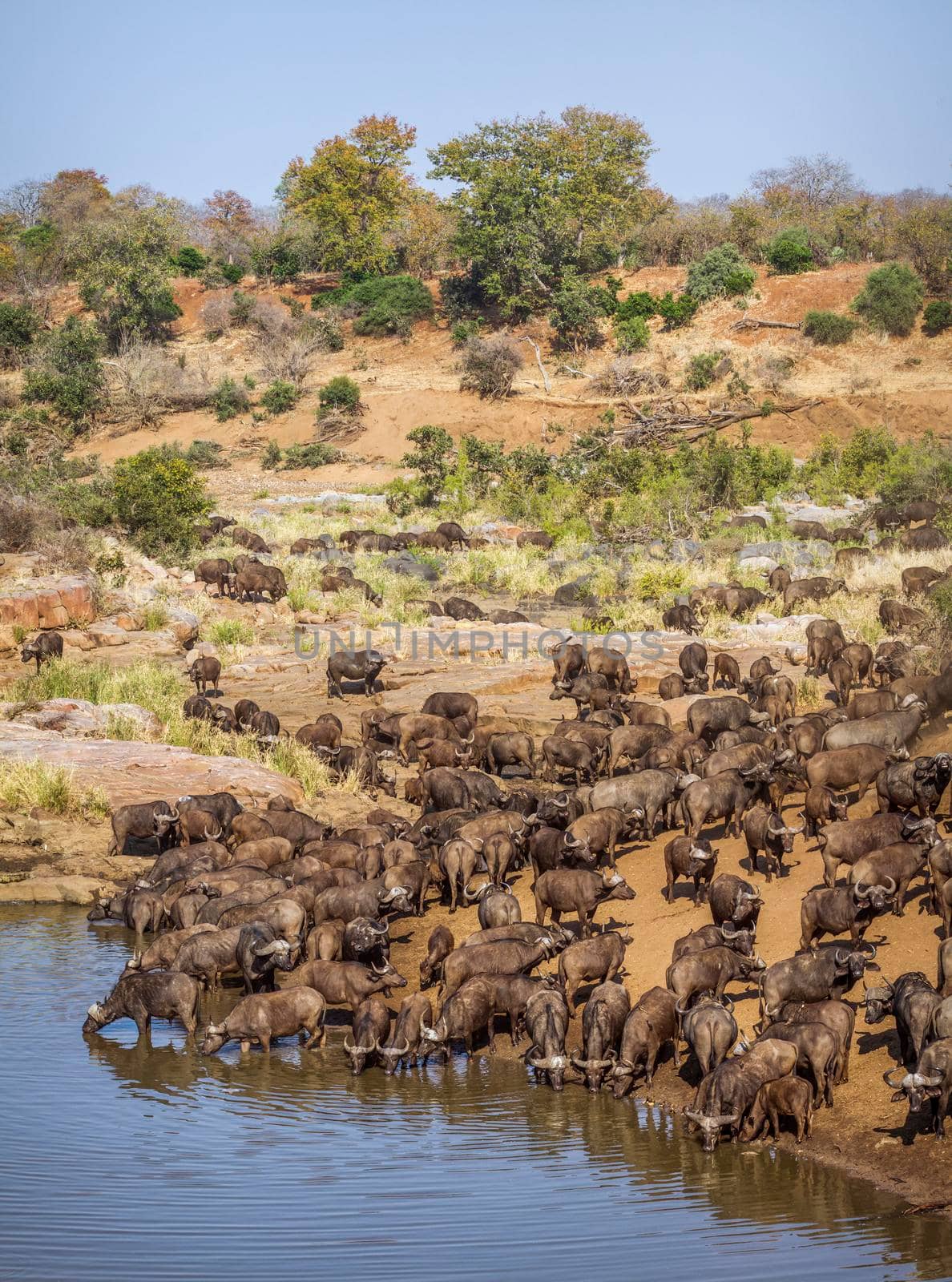 African buffalo in Kruger National park, South Africa by PACOCOMO