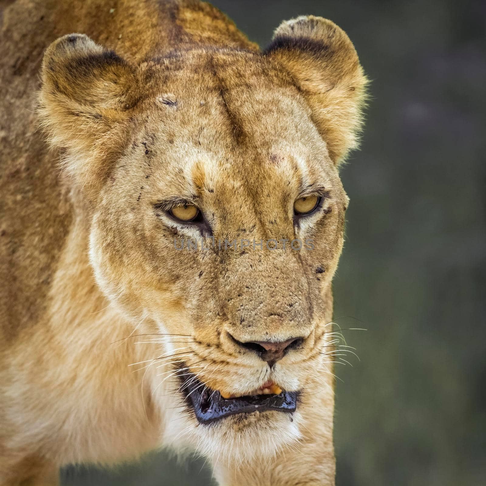 African lioness portrait in Kruger National park, South Africa ; Specie Panthera leo family of Felidae