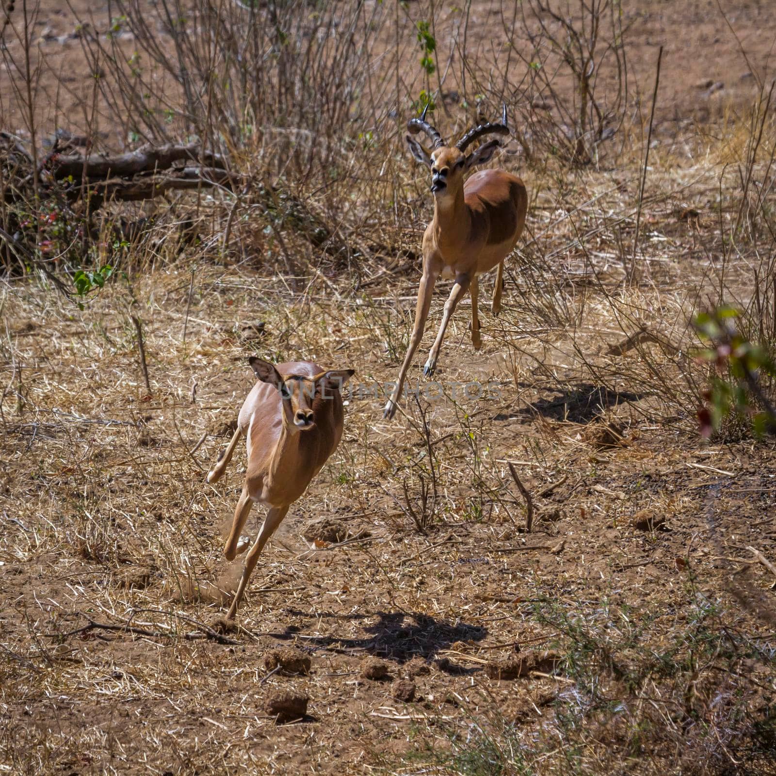 Common Impala in Kruger National park, South Africa ; Specie Aepyceros melampus family of Bovidae