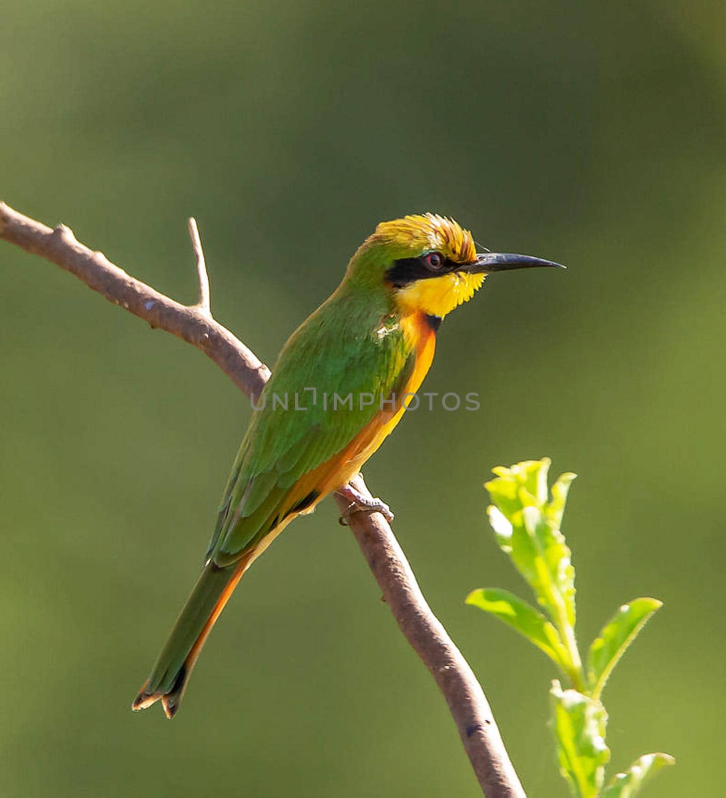 Senegal wildlife  Pictures