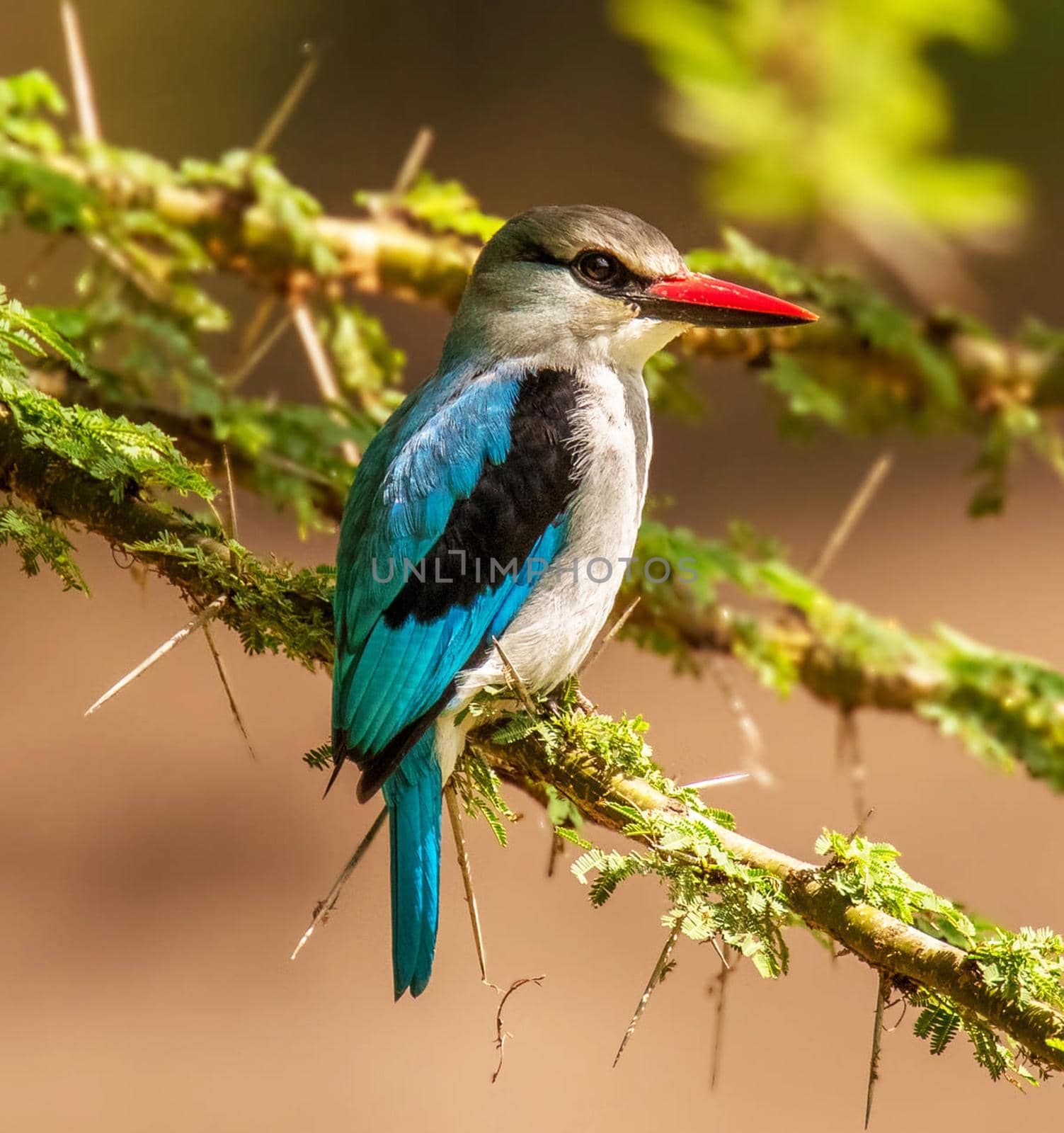 Senegal wildlife  Pictures