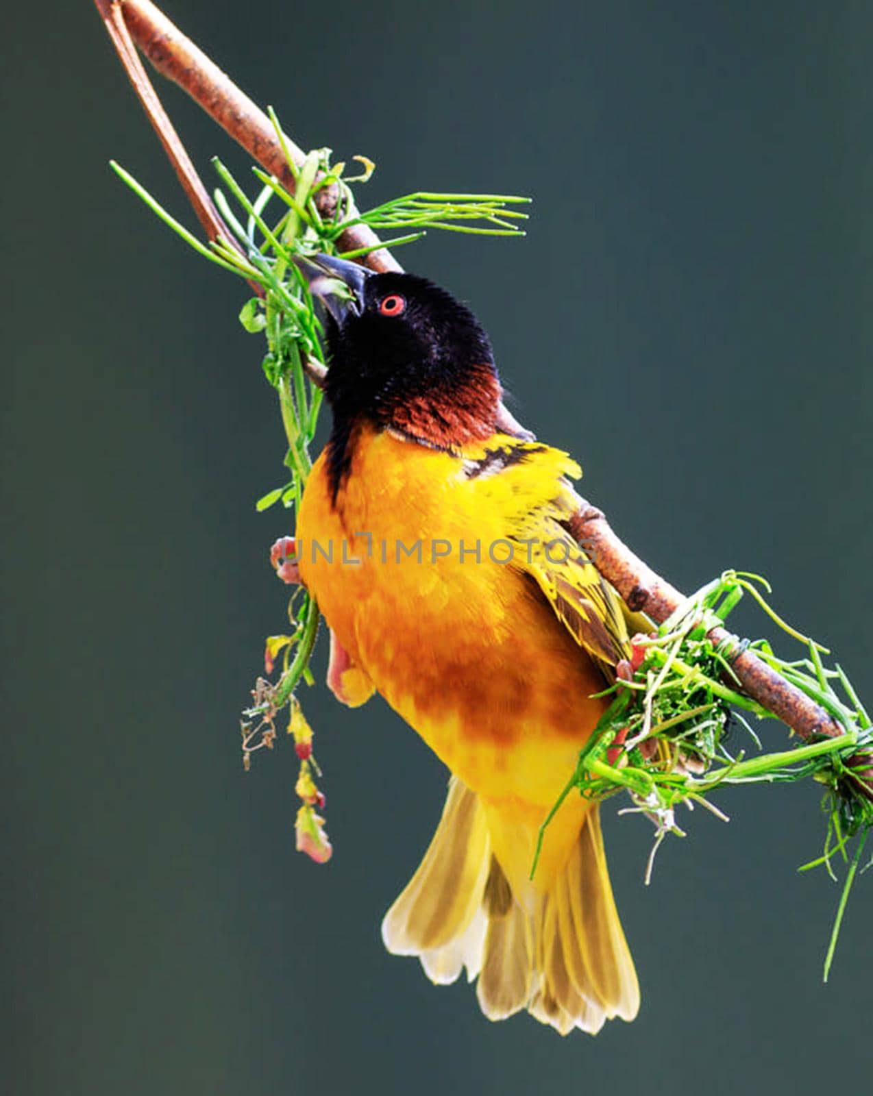 Senegal wildlife  Pictures