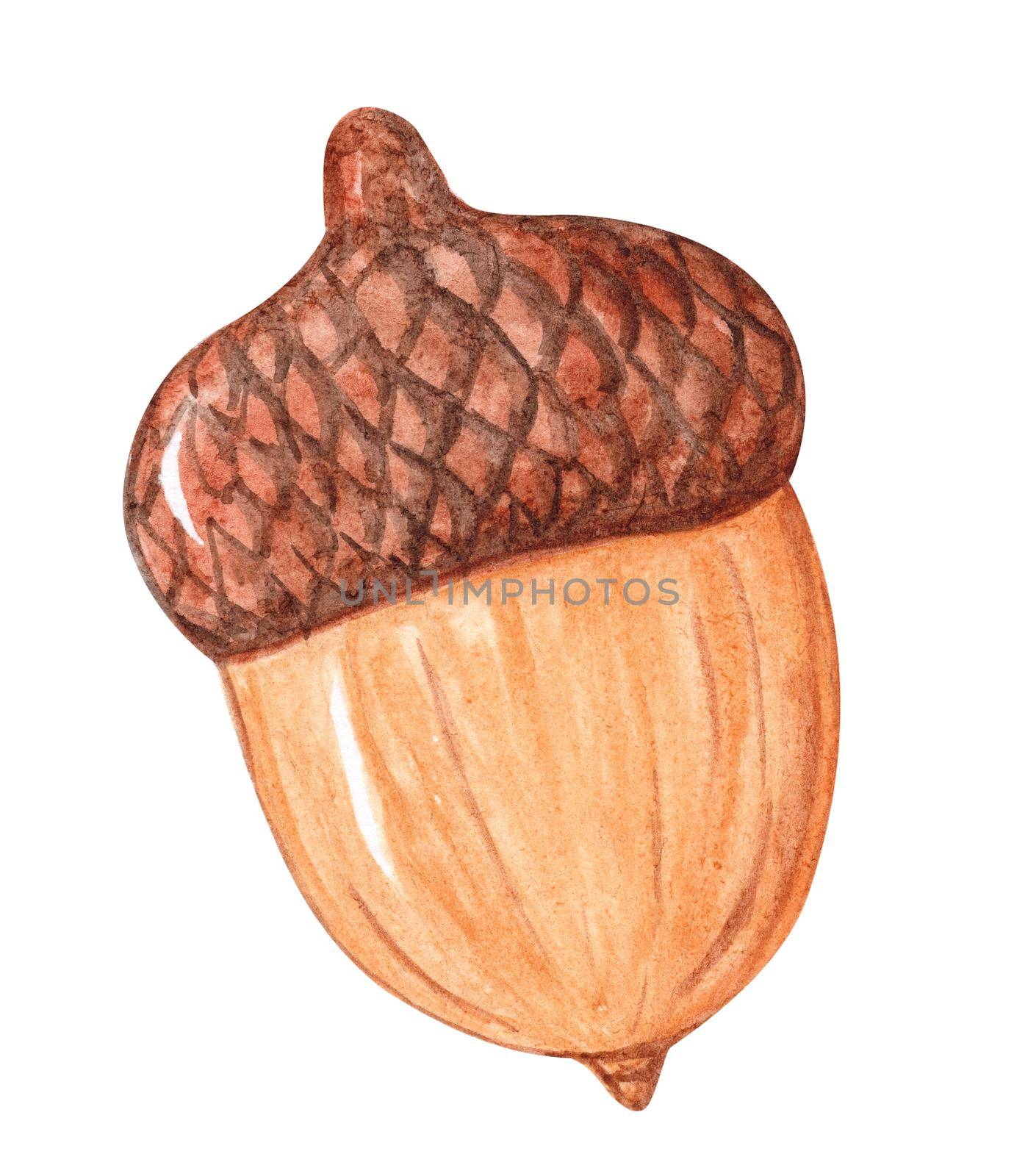 Watercolor acorn isolated on white background. Oak nut hand drawn illustration