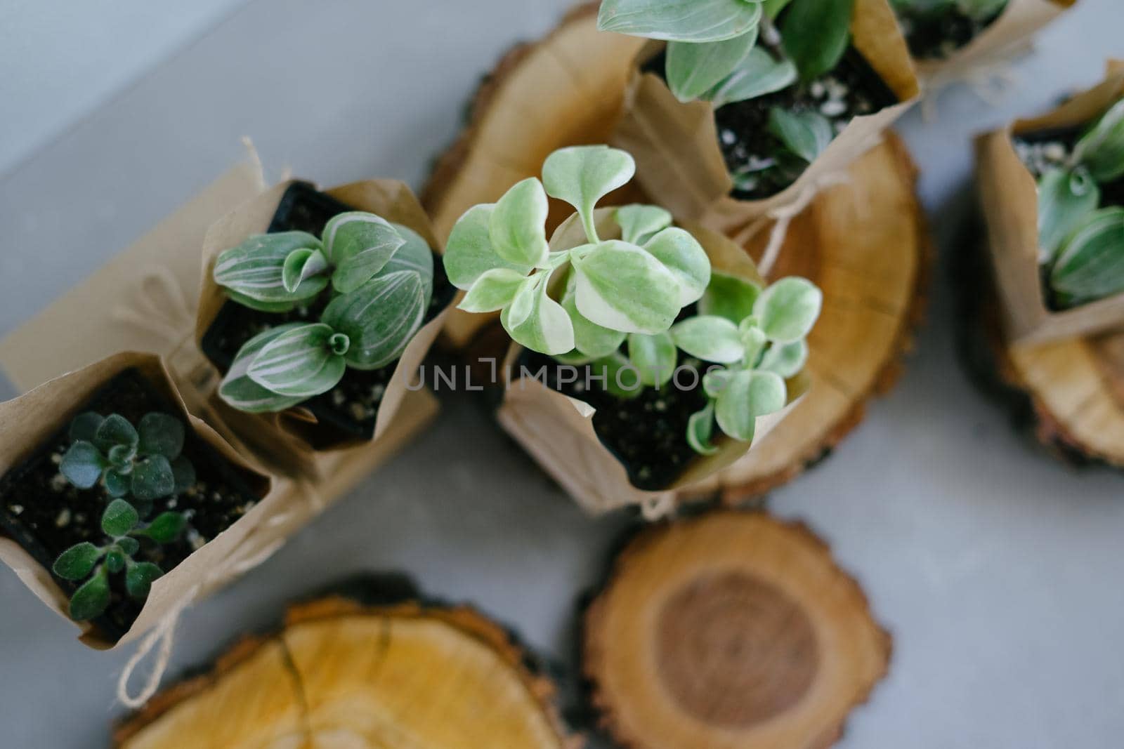 Houseplants. Eco friendly reusable eco bag and succulents on gray background. Wedding day concept. Small plants at the flower shop. Succulents in an eco paper bag on gray background. Wooden sawn.