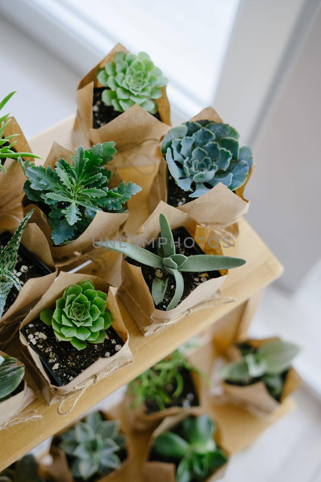 Sale of succulents and cacti. Eco package. Succulents are on a wooden shelf. Gifts for birthday, wedding, Father's Day, Mother's Day, International Women's Day. Indoor plant. Vertical photo.