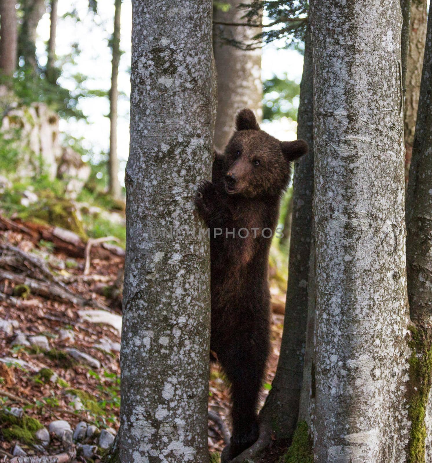 Slovenia wildlife  Pictures Best wildlife tours in the world