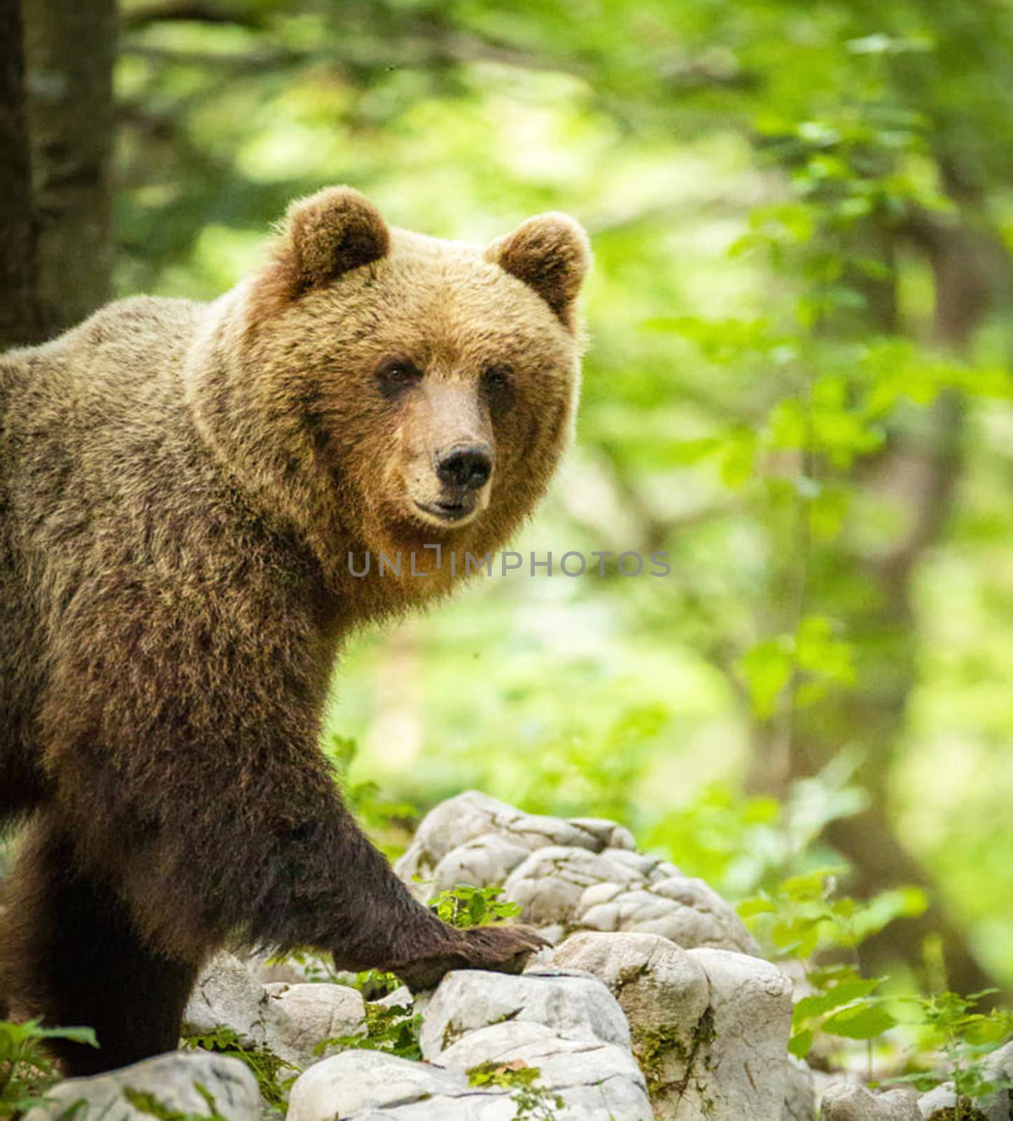 Slovenia wildlife  Pictures Best wildlife tours in the world