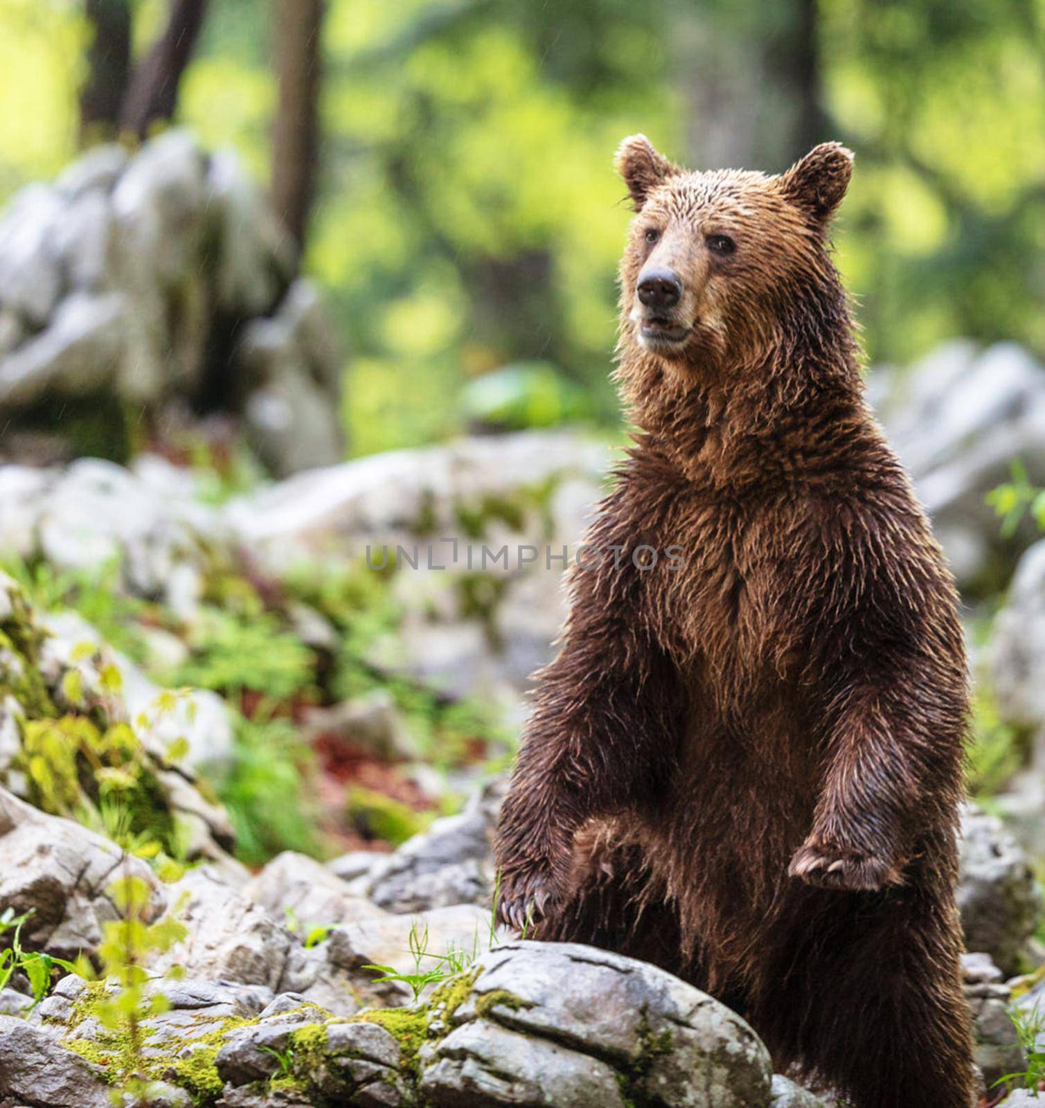 Slovenia wildlife  Pictures Best wildlife tours in the world