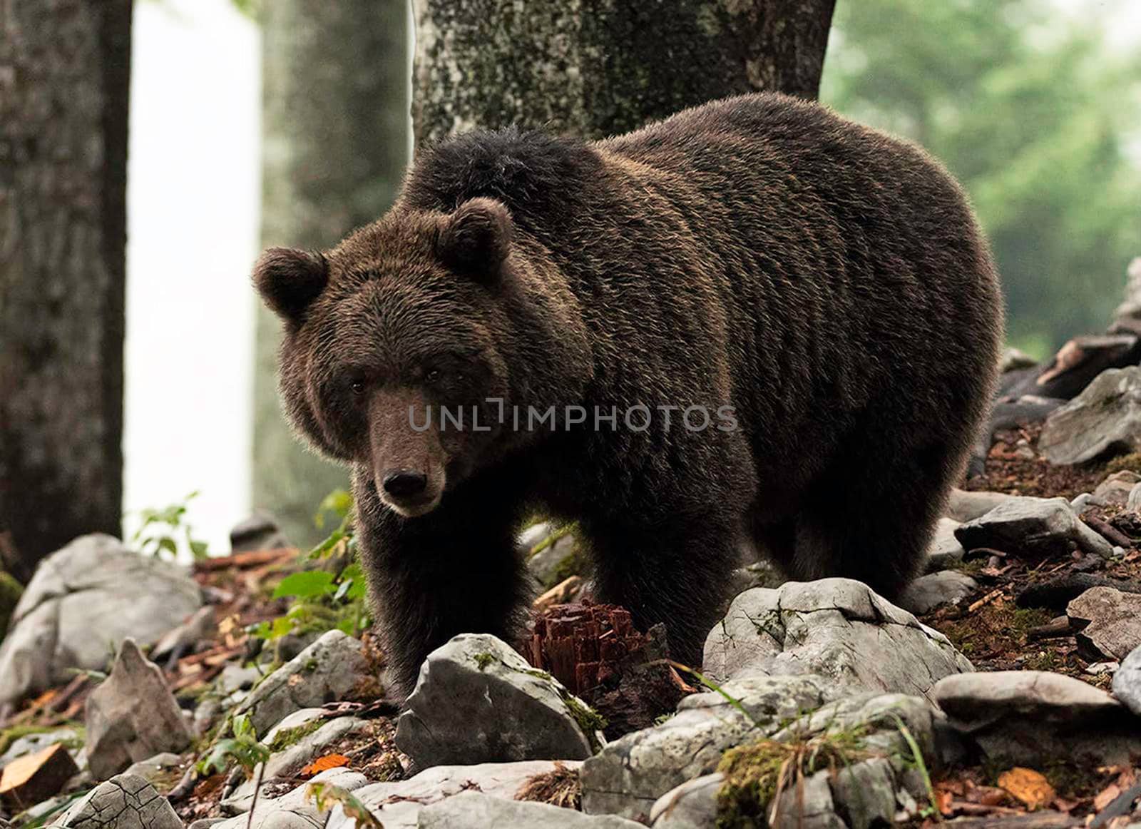 Slovenia wildlife  Pictures Best wildlife tours in the world