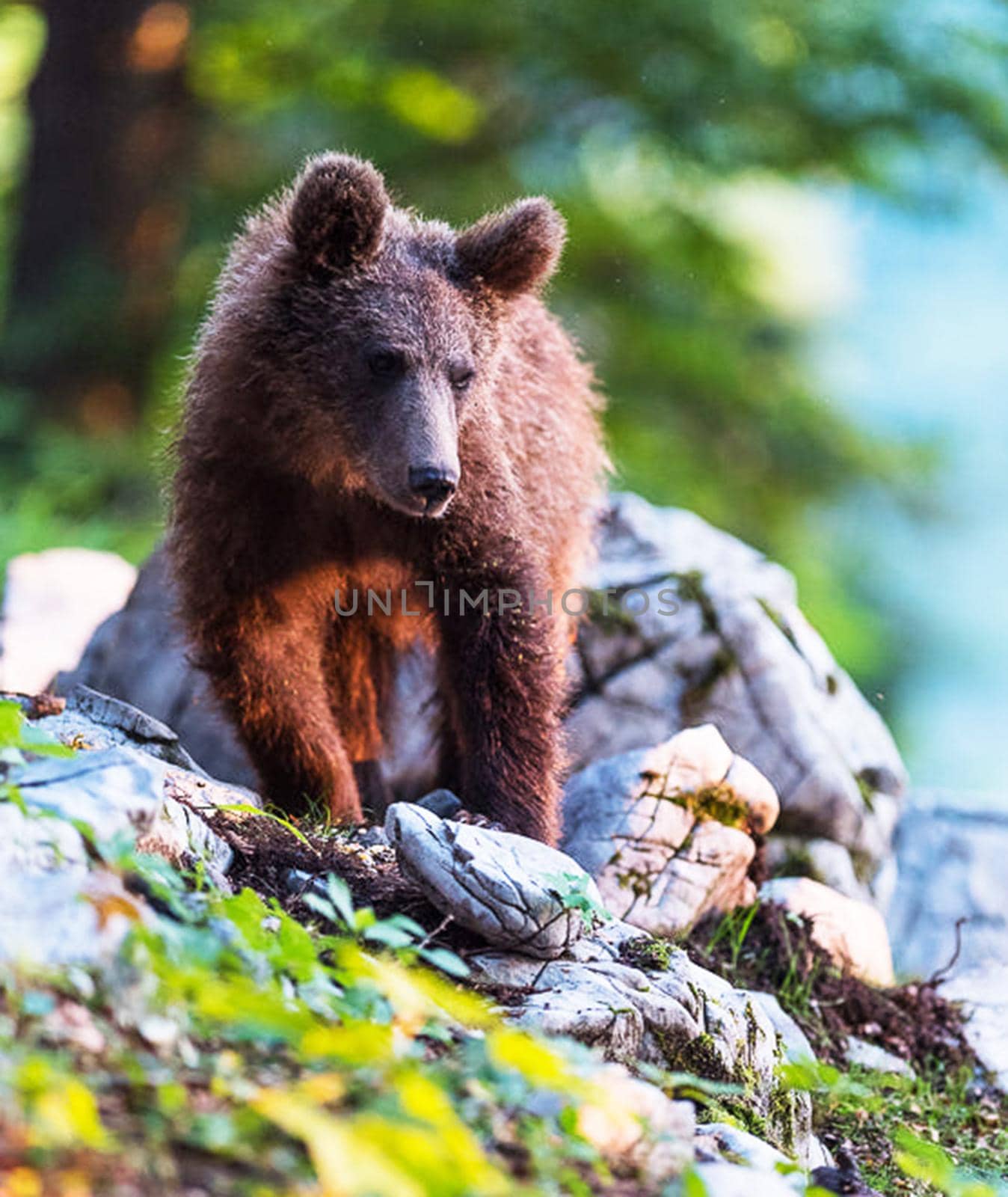 Slovenia wildlife  Pictures Best wildlife tours in the world