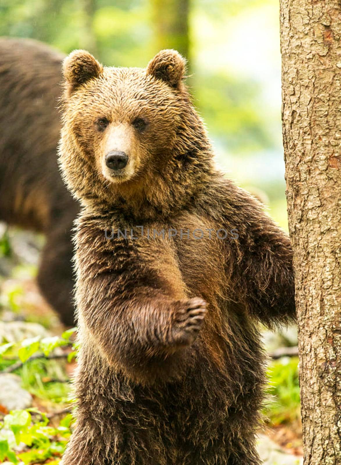 Slovenia wildlife  Pictures Best wildlife tours in the world