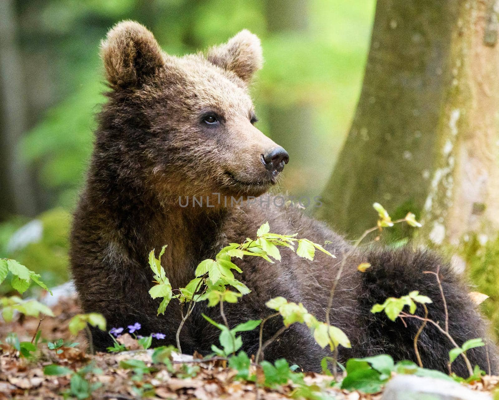 Slovenia wildlife  Pictures Best wildlife tours in the world