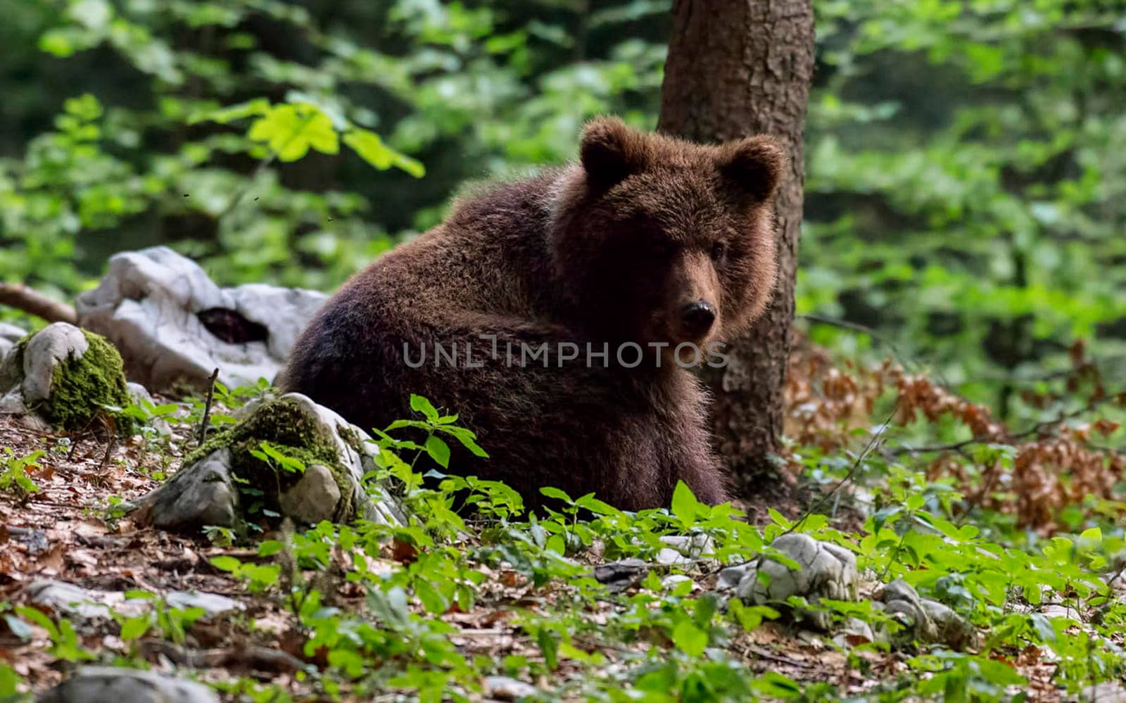 Slovenia wildlife  Pictures Best wildlife tours in the world