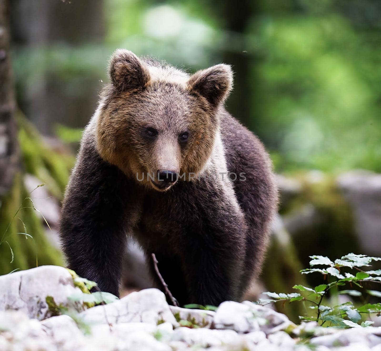 Slovenia wildlife  Pictures Best wildlife tours in the world