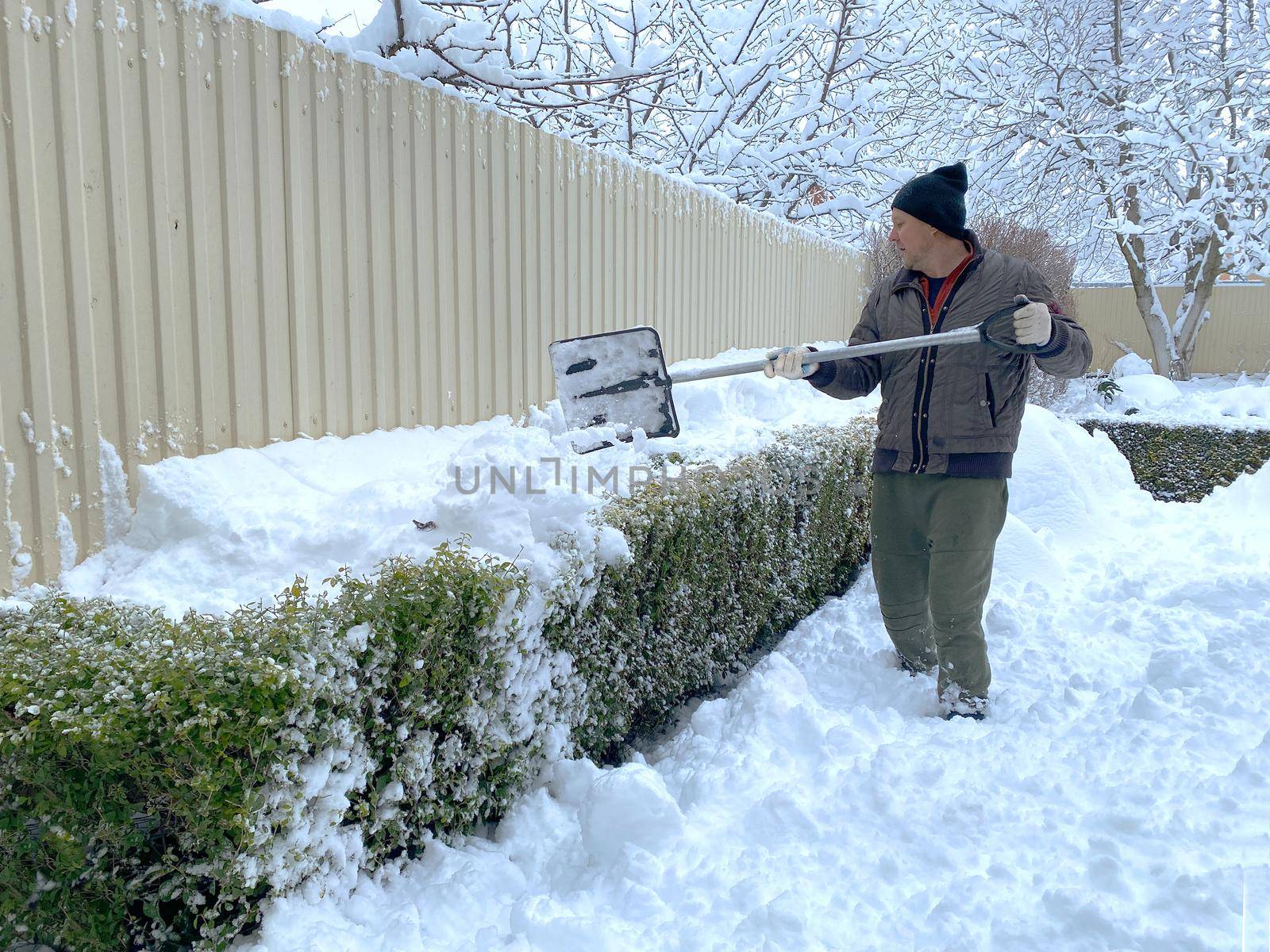 Cleaning trees after a heavy snowfall due to the danger of branches breaking. Winter gardening. A man using a snow shovel shakes snow from privet branches.