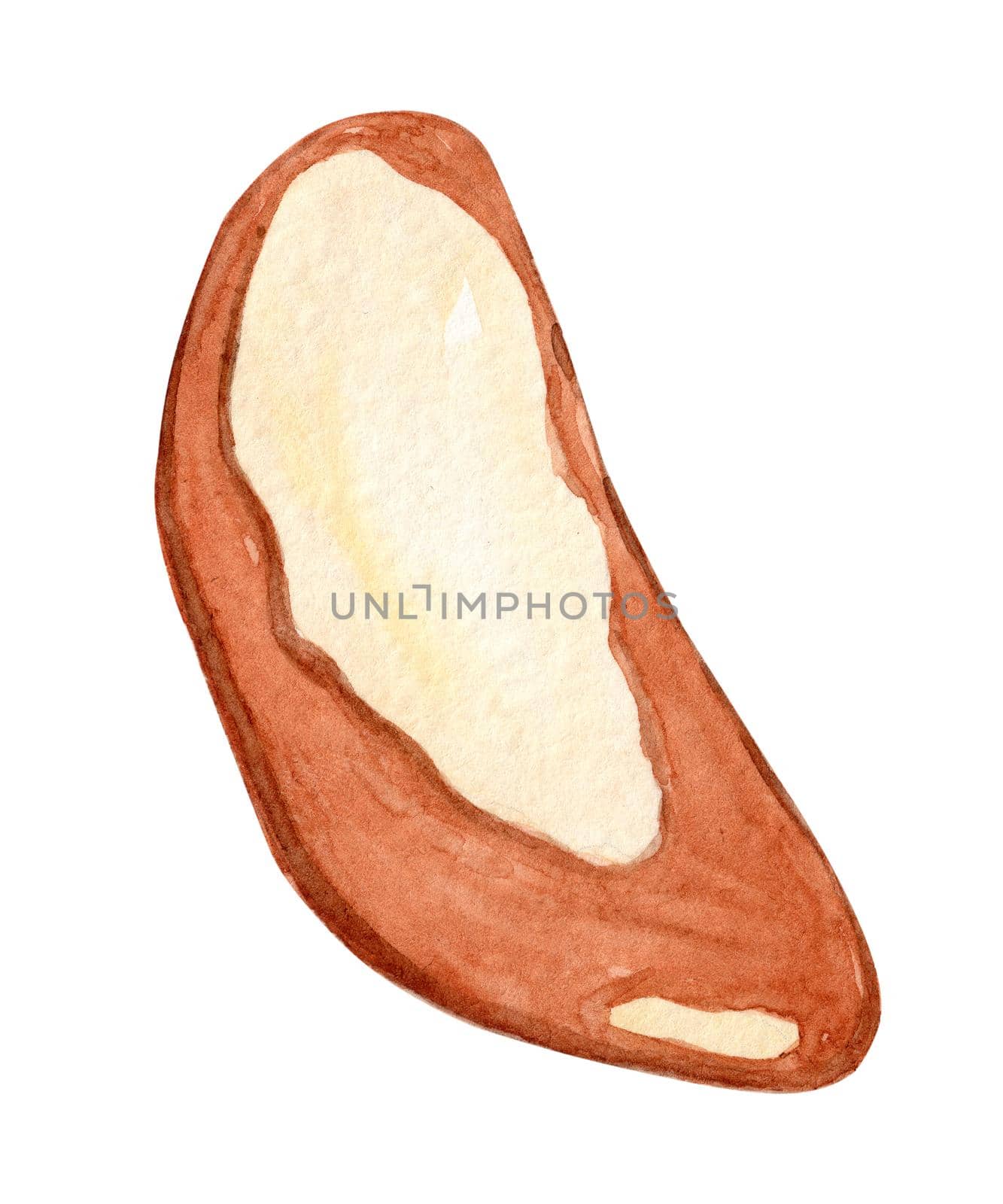 Watercolor brazil nut isolated on white . Bertholletia seed hand drawn illustration by dreamloud