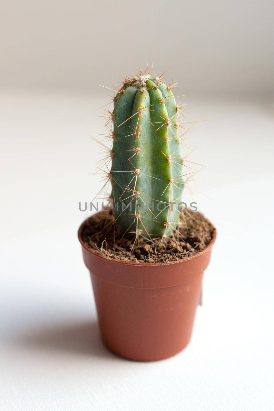 green cactus in brown pot on white background by dreamloud