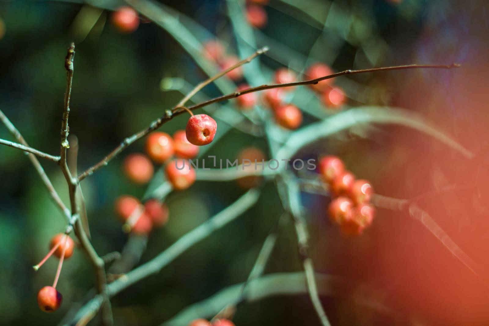 Red autumn little apples on branches on green background. Fall forest by dreamloud