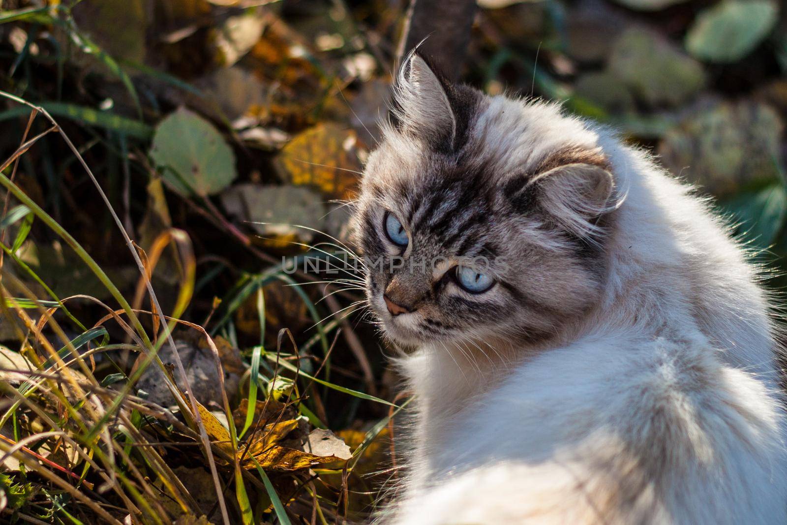 white homeless cat with blue eyes and gray face looking back and walking on grass 