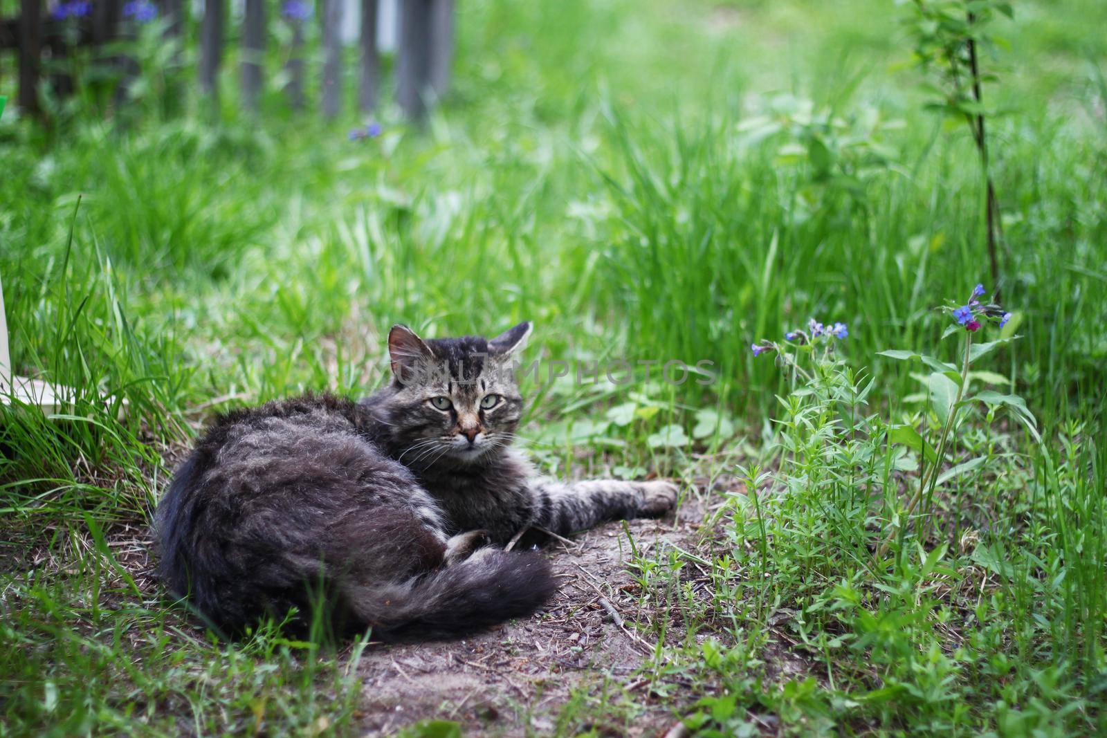 homeless grey cat lying on green grass behind the fence in park