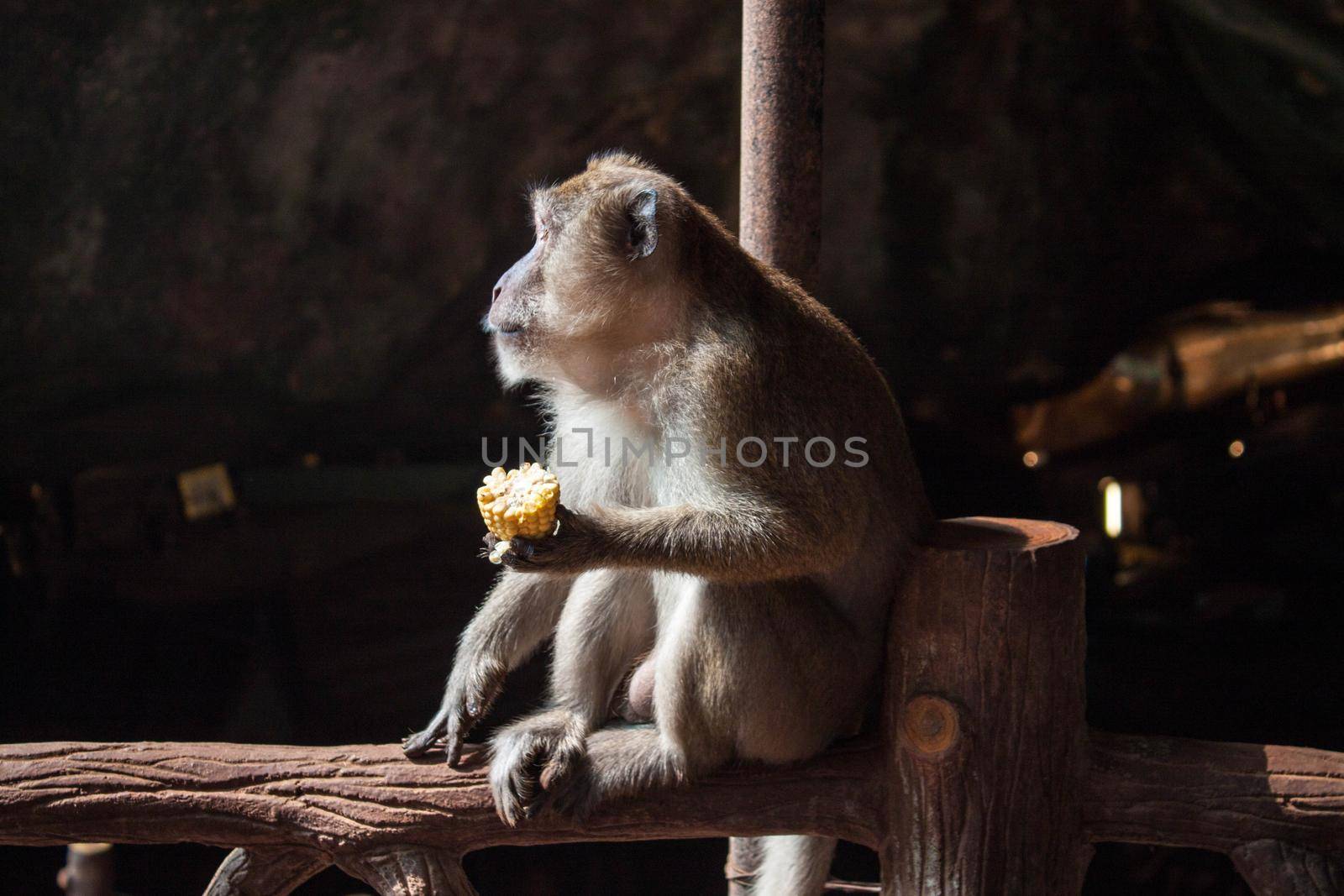 adult grey monkey profile face sitting and eating corn in cave on dark background by dreamloud