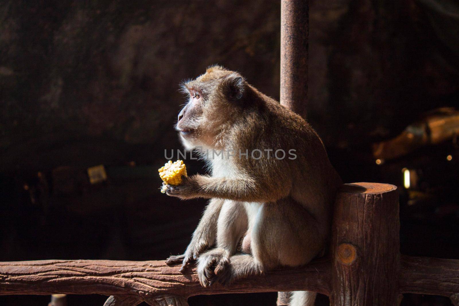 brown monkey sitting and eating corn on black background by dreamloud