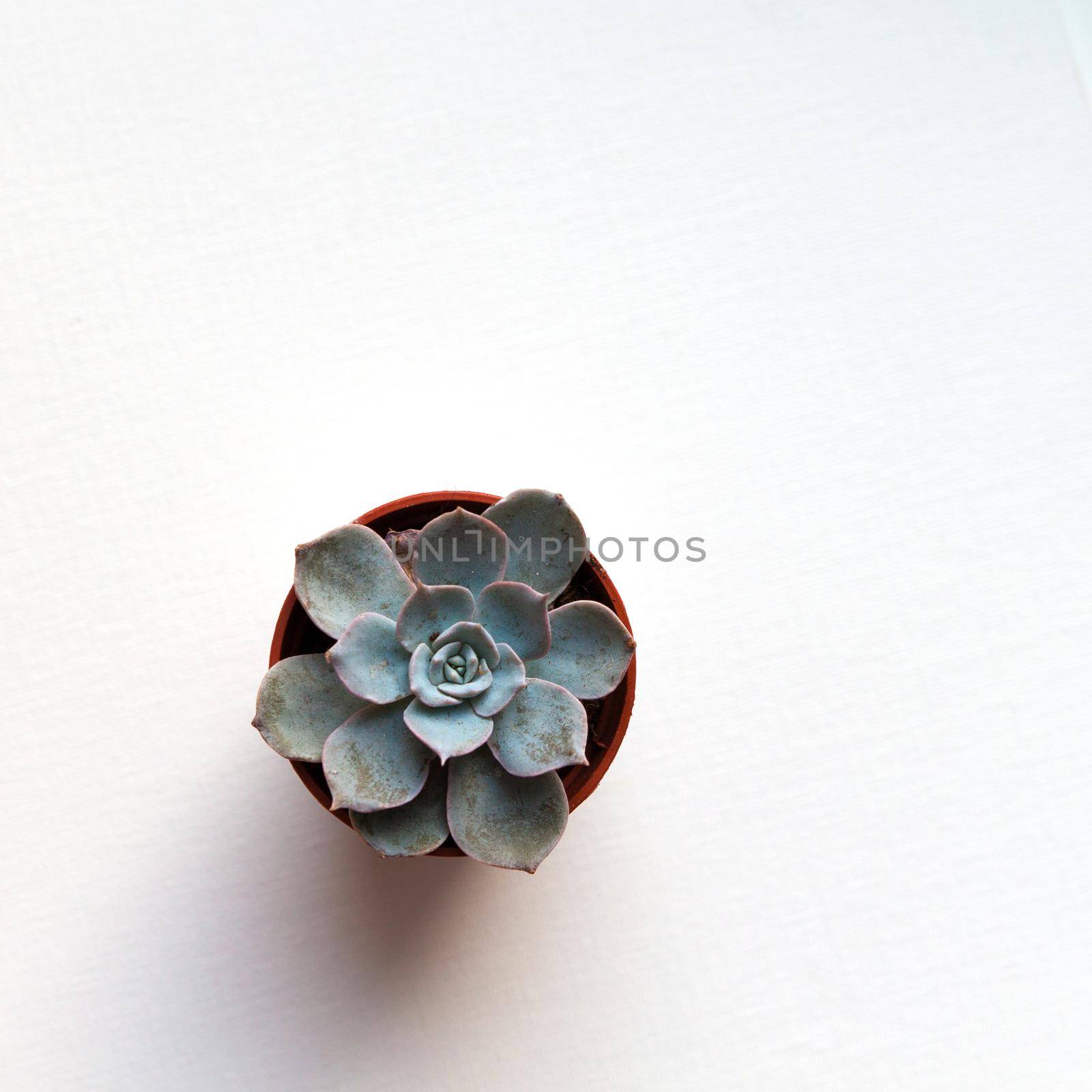 small blue succulent echeveria in brown pot on white background top view