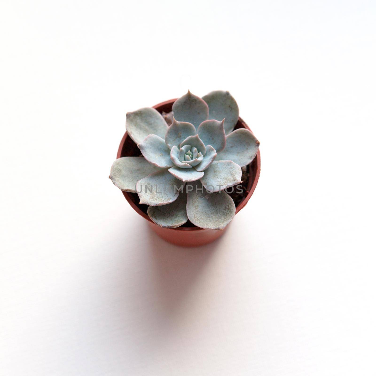 light blue succulent echeveria on white background by dreamloud