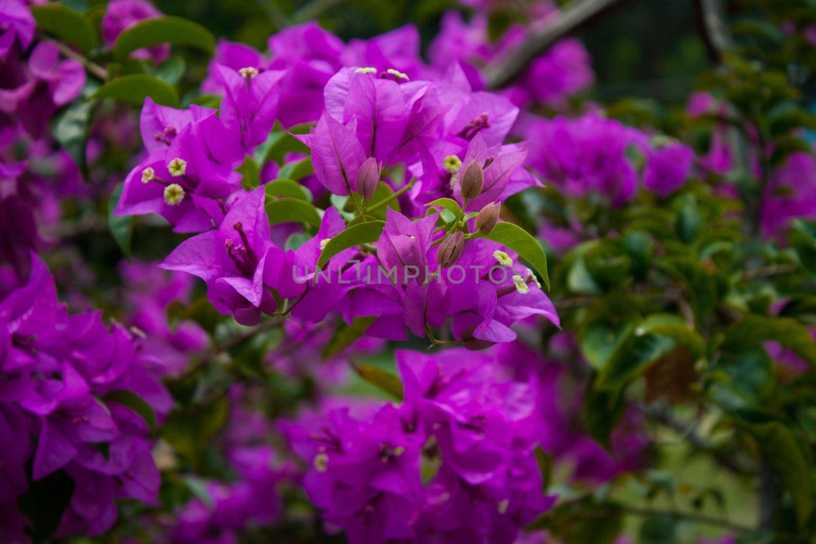 bougainvillea bush with purple flowers in thailand