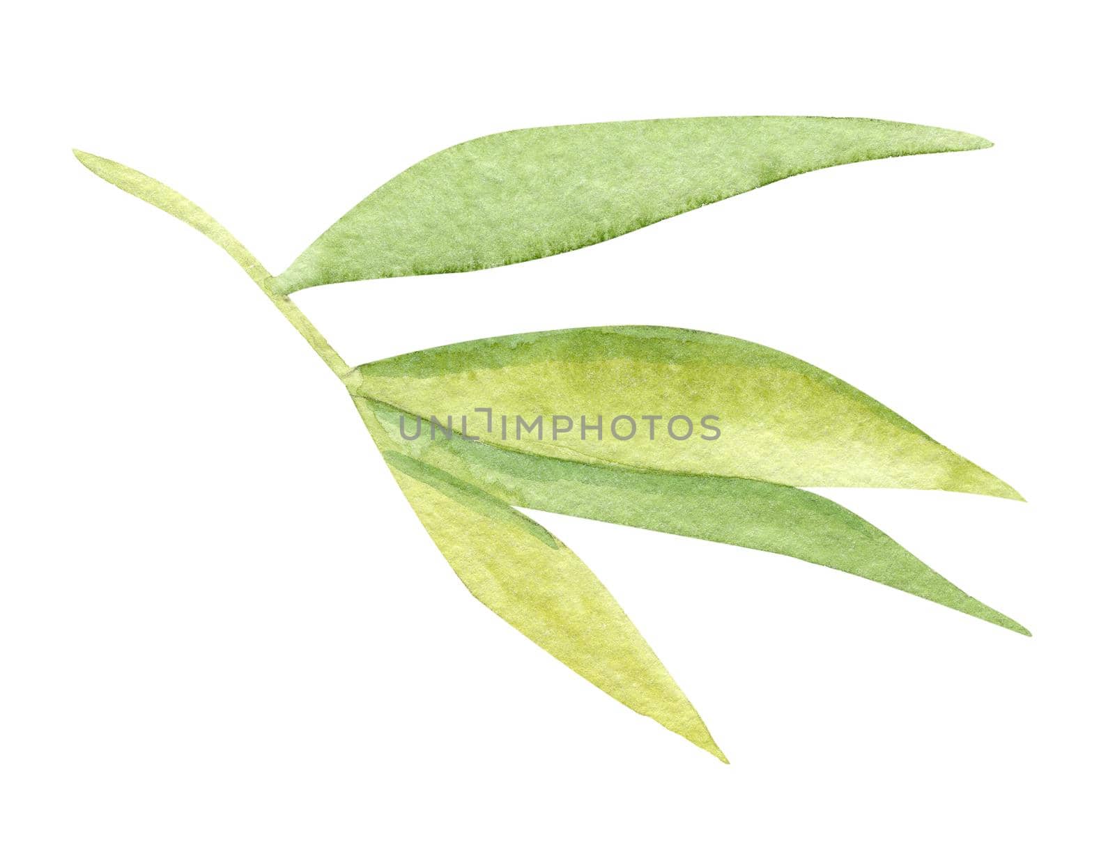 Watercolor bamboo leaves isolated on white background. Hand drawn jungle plant illustration