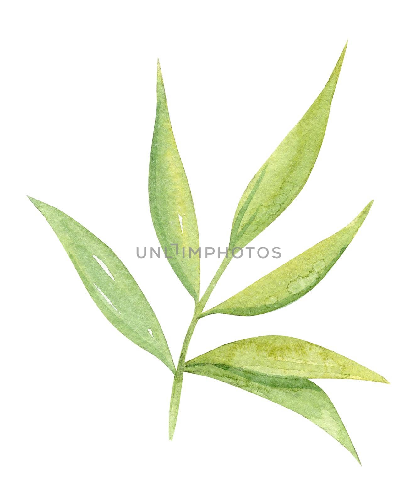 Watercolor green bamboo leaves isolated on white by dreamloud