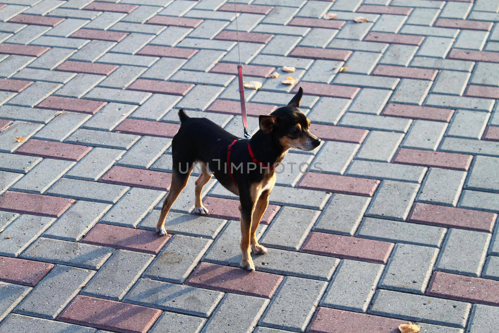 Black russian toy terrier dog walking on leash on pavement. Curious puppy. No people by dreamloud