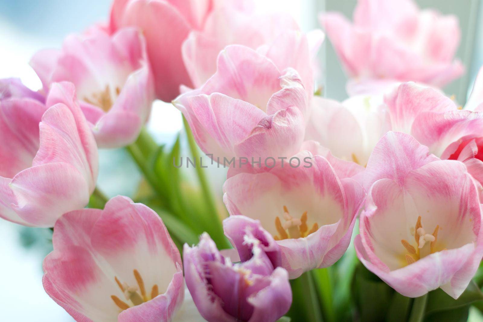 bouquet of pink fresh tulips on a window sill