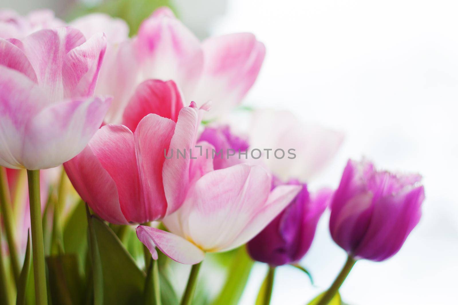 pink and purple tulips with green leaves close up on white background by dreamloud