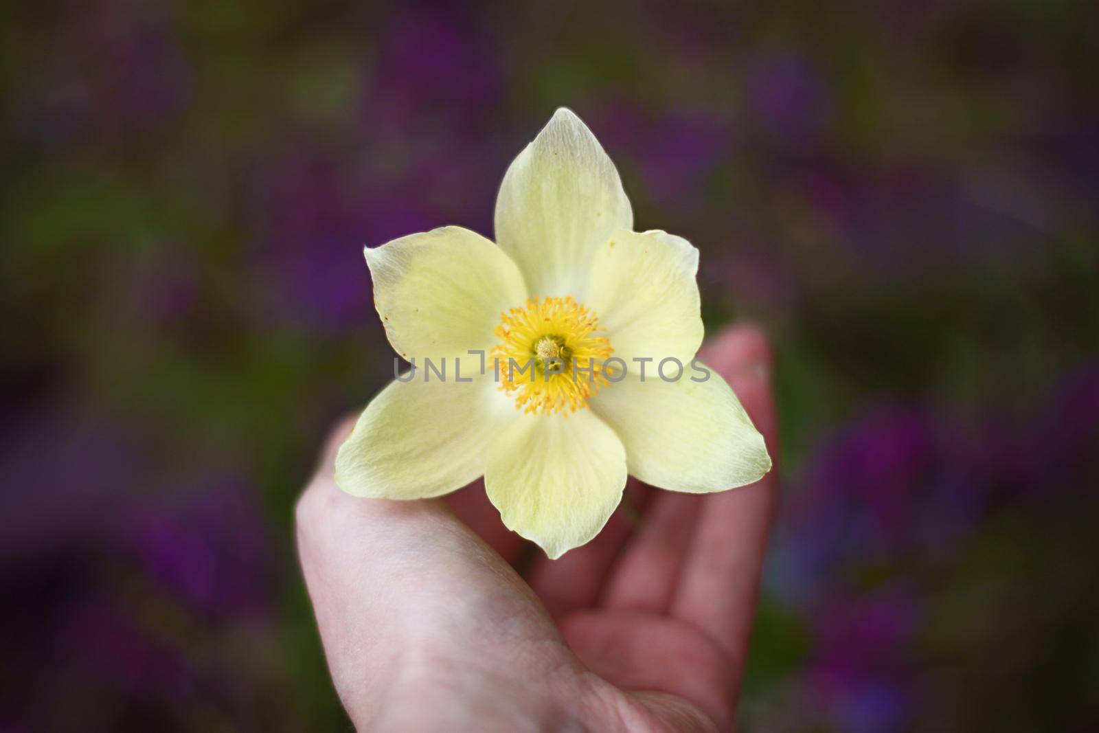 yellow pulsatilla flower on hand in spring on purple background with leaves by dreamloud