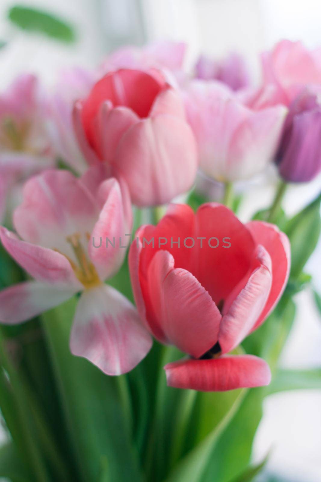 Pink fresh tulips flowers bouquet. Mother's day and Women's day gift