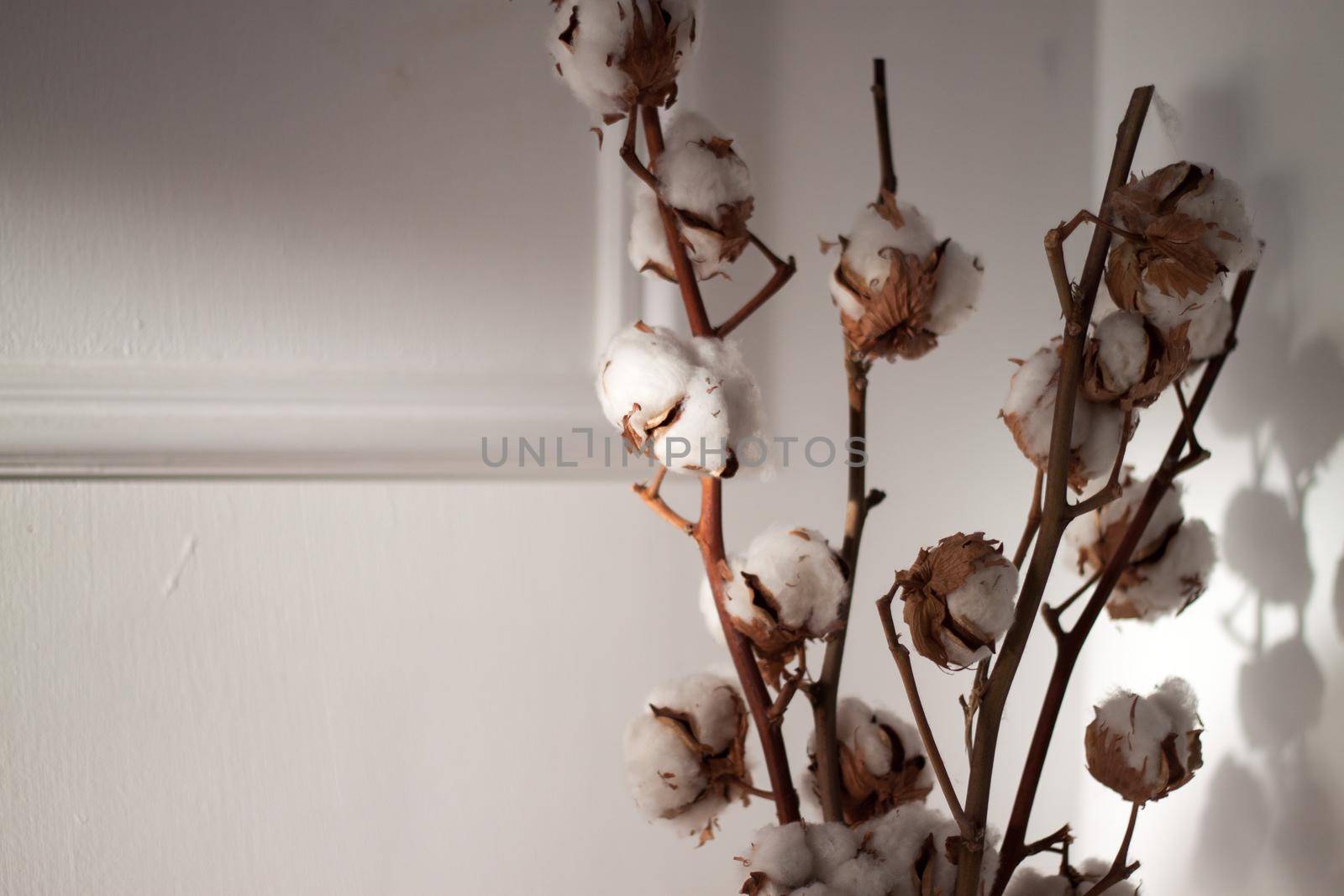 White dry cotton branches bouquet on white wall background. Interior decoration by dreamloud