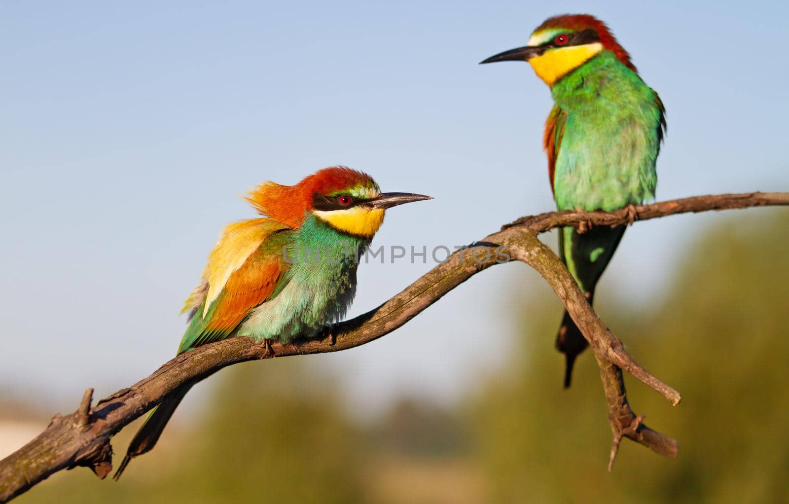 spring birds on a dry branch .wildlife