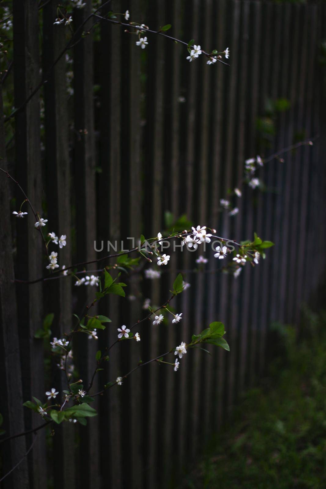 White small flowers grow through  wooden fence. Garden wall