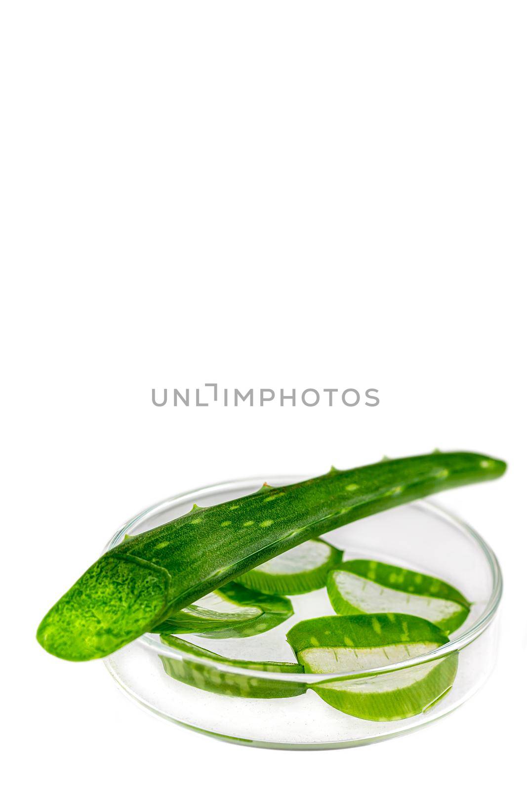 Pieces of the plant sliced in a petri dish