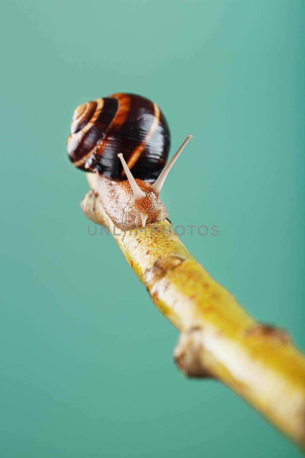 A garden grape snail crawls along a branch against a background of a tree and a green background. Free macro space