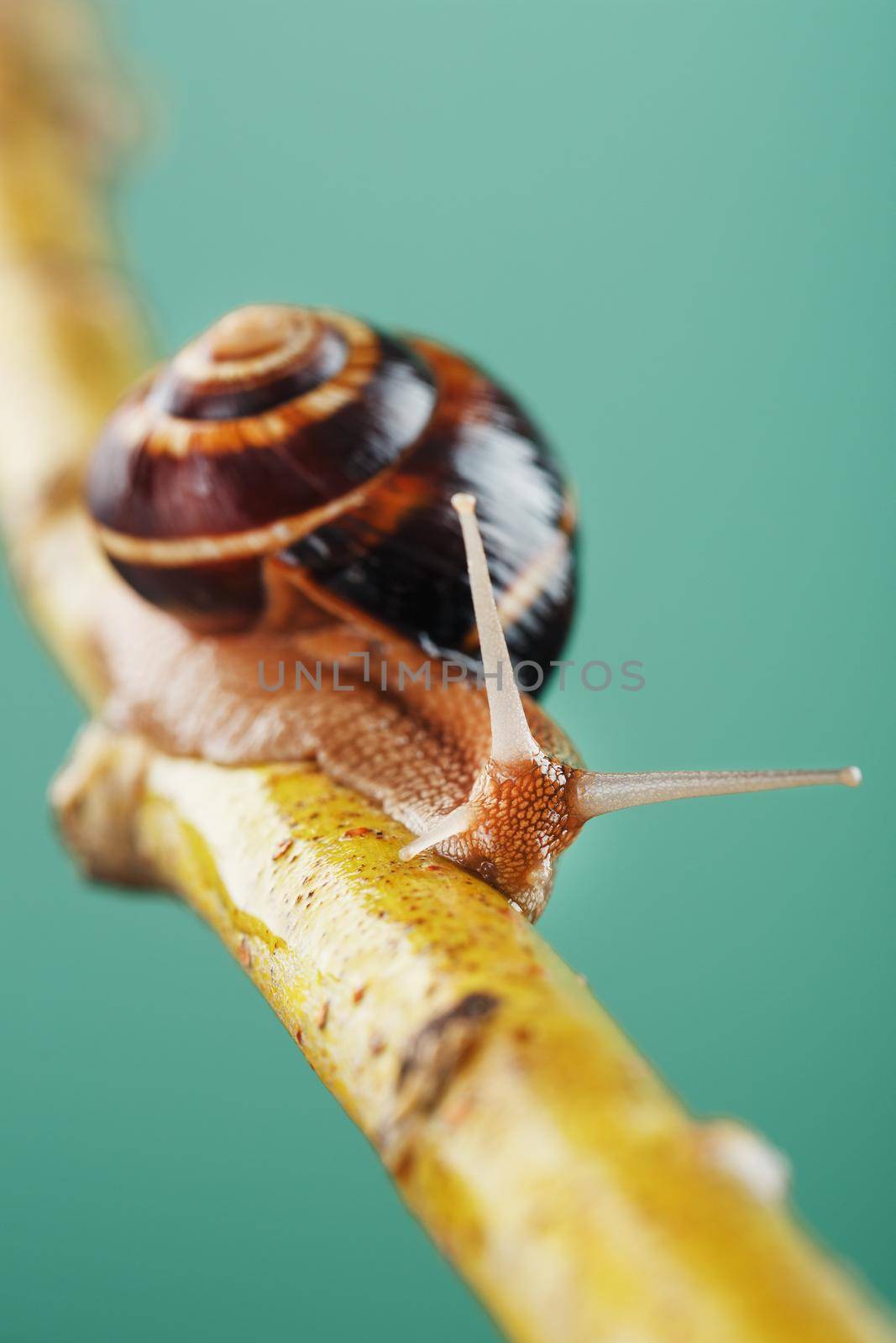 A patient snail with horns and a large shell crawls along a branch on a green background by AlexGrec